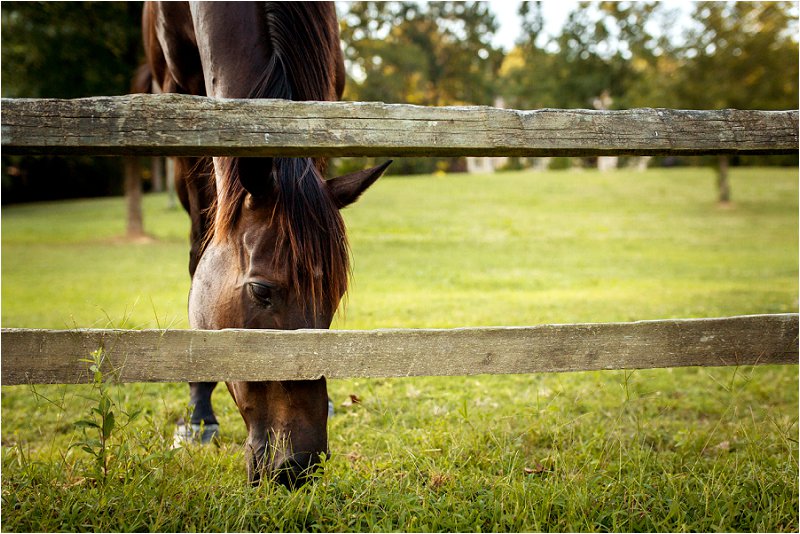 horse grazing in the grass